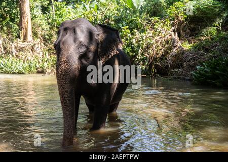 Junge fröhliche indischer Elefant badet im Fluss Stockfoto