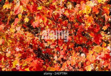 Rot gelben Blätter im Herbst Muster Detail oder Hintergrund Stockfoto