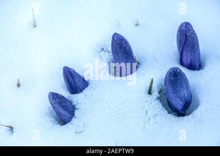 Blau bluehende Krokusse (Crocus sp.) blauer Krokus • Baden-Württemberg, Deutschland Stockfoto