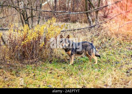 Wolf hybrid Hund Spaziergänge in den Wald. Portrait eines Hundes Spaziergänge im Freien Stockfoto