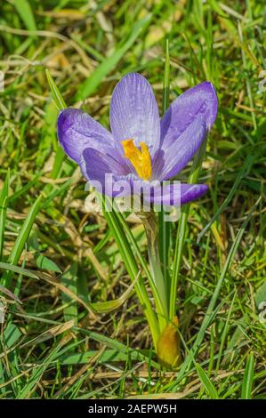 , Frühlings-Safran Frühlings-Krokus (Crocus vernus subsp Crocus albiflorus) • Bayern, Deutschland Stockfoto