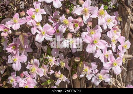 Dehner Blumenpark • Ldkr. Donau-Ries, Schwaben, Bayern, Deutschland Stockfoto