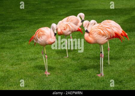 Flamingo im Dehner Blumenpark • Ldkr. Donau-Ries, Schwaben, Bayern, Deutschland Stockfoto