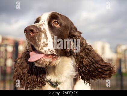 Spaniel mit langen Lockigen Ohren sticks Zunge entdeckt Stockfoto