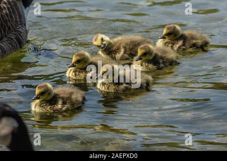 Kanadagans, Gössel (Branta canadensis) Kanadagans, Gänschen • Baden-Württemberg, Deutschland Stockfoto