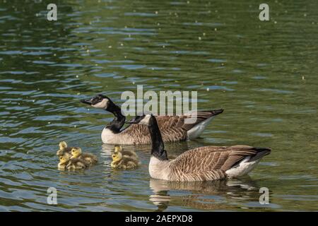 Kanadagans, Paar mit Goesseln (Branta canadensis) Kanadagans, Paar mit gänschen • Baden-Württemberg, Deutschland Stockfoto