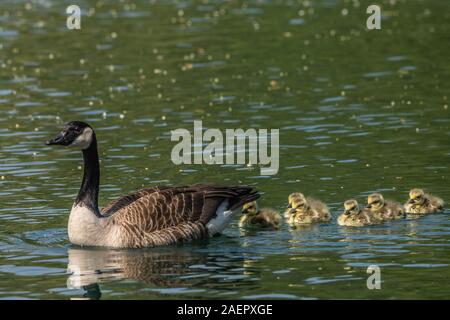 Kanadagans, Gans mit Goesseln (Branta canadensis) Kanadagans, Gans mit gänschen • Baden-Württemberg, Deutschland Stockfoto