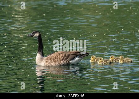 Kanadagans, Gans mit Goesseln (Branta canadensis) Kanadagans, Gans mit gänschen • Baden-Württemberg, Deutschland Stockfoto