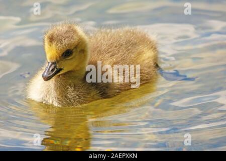 Kanadagans, Gössel (Branta canadensis) Kanadagans, Gänschen • Baden-Württemberg, Deutschland Stockfoto