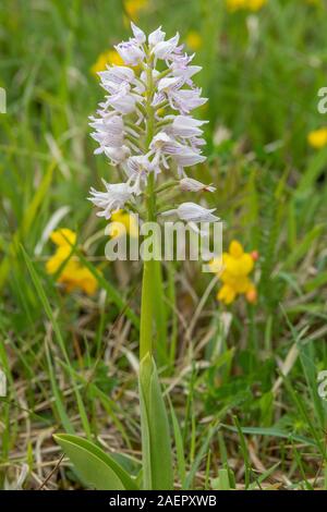 Helmknabenkraut (Orchis militaris) Helm-knabenkraut • Baden-Württemberg, Deutschland Stockfoto