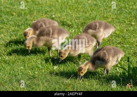 Kanadagänse (Branta canadensis) Kanada Gänse • Baden-Württemberg, Deutschland Stockfoto
