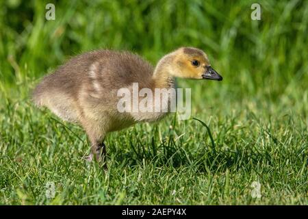 Kanadagänse (Branta canadensis) Kanada Gänse • Baden-Württemberg, Deutschland Stockfoto