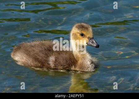 Kanadagänse (Branta canadensis) Kanada Gänse • Baden-Württemberg, Deutschland Stockfoto