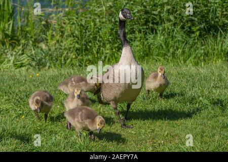 Kanadagänse (Branta canadensis) Kanada Gänse • Baden-Württemberg, Deutschland Stockfoto