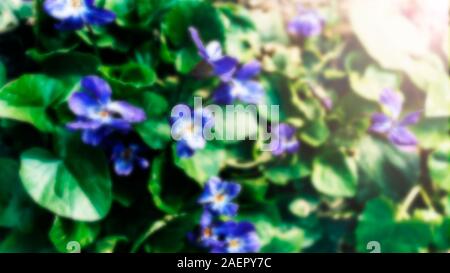 Afrikanische Veilchen, Viola tricolor, Veilchen bunt, Gelb, Violett, Blau Blumen, Veilchen wachsen Stockfoto