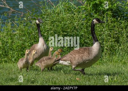 Kanadagänse (Branta canadensis) Kanada Gänse • Baden-Württemberg, Deutschland Stockfoto