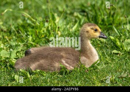 Kanadagänse (Branta canadensis) Kanada Gänse • Baden-Württemberg, Deutschland Stockfoto