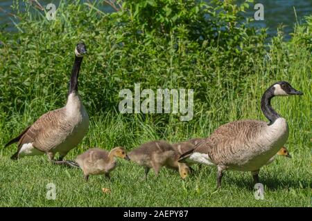 Kanadagänse (Branta canadensis) Kanada Gänse • Baden-Württemberg, Deutschland Stockfoto