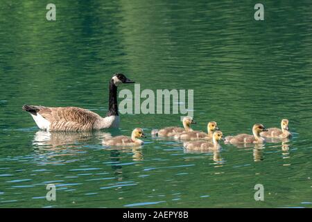 Kanadagänse (Branta canadensis) Kanada Gänse • Baden-Württemberg, Deutschland Stockfoto