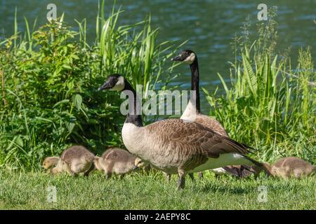 Kanadagänse (Branta canadensis) Kanada Gänse • Baden-Württemberg, Deutschland Stockfoto