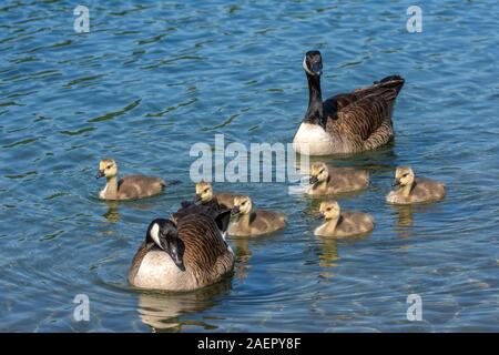 Kanadagänse (Branta canadensis) Kanada Gänse • Baden-Württemberg, Deutschland Stockfoto