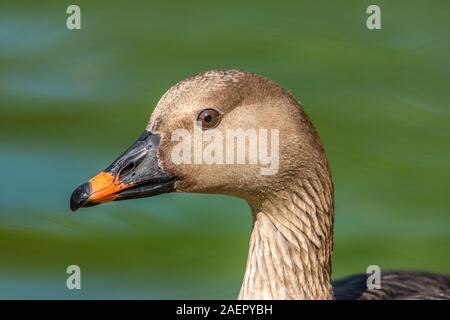 Tundrasaatgans (Anser fabalis rossicus) Bean Goose • Baden-Württemberg, Deutschland Stockfoto