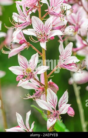 Diptam (Dictamnus albus) brennenden Busch • Baden-Württemberg, Deutschland Stockfoto