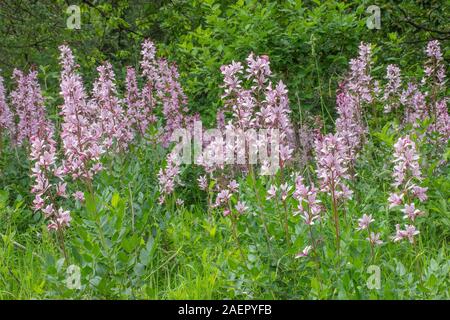 Diptam (Dictamnus albus) brennenden Busch • Baden-Württemberg, Deutschland Stockfoto