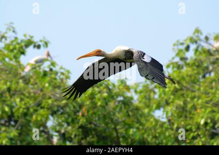 Painted Stork an Kokkarebellur Karnataka, Indien Stockfoto