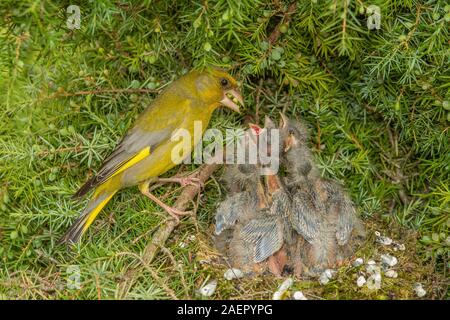 Grünfink (Carduelis chloris) Grünfink • Baden-Württemberg, Deutschland Stockfoto