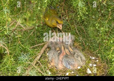 Grünfink (Carduelis chloris) Grünfink • Baden-Württemberg, Deutschland Stockfoto