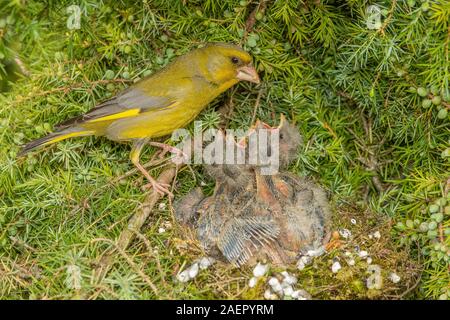 Grünfink (Carduelis chloris) Grünfink • Baden-Württemberg, Deutschland Stockfoto