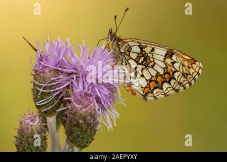 Wachtelweizen-Scheckenfalter (Melitaea athalia) Heide fritillary • Bayern, Deutschland Stockfoto