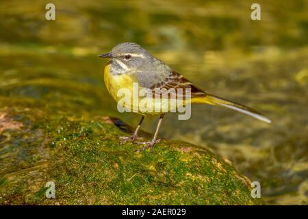 Männchen, Gebirgsstelze (Motacilla cinerea) Gebirgsstelze, männlich • Baden-Württemberg Deutschland Stockfoto