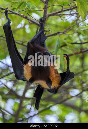 Obst bat, Vilamendhoo, Malediven Stockfoto