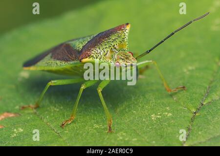 Weißdorn (Acanthosoma haemorrhoidale Shieldbug) in Ruhe auf das Blatt. Tipperary, Irland Stockfoto