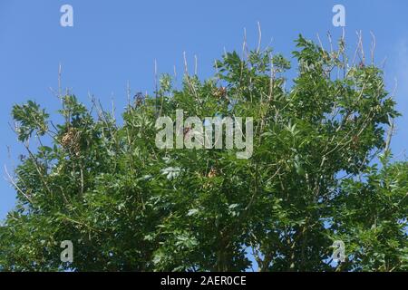 Sterbende Niederlassung Spitzen auf einer gemeinsamen Esche (Fraxinus excelsior); frühe Zeichen der Entwicklung von ash dieback Krankheit (Hymenoscypus fraxineus), Berkshire Stockfoto