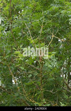 Sterbende Niederlassung Spitzen auf einer gemeinsamen Esche (Fraxinus excelsior); frühe Zeichen der Entwicklung von ash dieback Krankheit (Hymenoscypus fraxineus), Berkshire Stockfoto