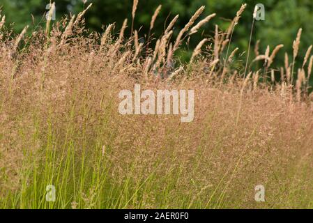 Gemeinsame verbogen (Agrostis capillaris) Lila/Rot dichten Rhizomartige und oder Knollenbildende wiese gras in Blume, Berkshire, Juli Stockfoto