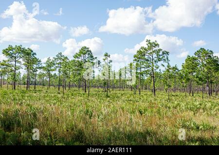 Florida, Kenansville, drei Seen Wildlife Management Area WMA, Fish Wildlife Conservation Commission, Trockenprärie Preserve, geschützter Lebensraum, natives Gemüse Stockfoto