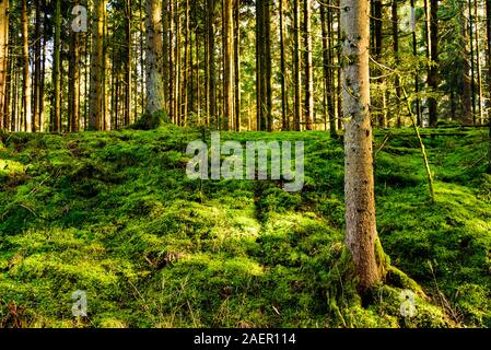 Panorama der wunderschönen grünen Wald mit grünem Moos Stockfoto