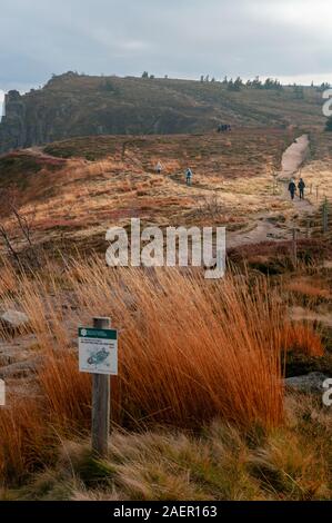 Wanderer in Tanet Gazon du Faing Naturpark, Hautes Vosges, Oberrhein (68), Grand Est Region, Frankreich Stockfoto