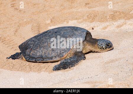 Nahaufnahme einer grünen Meeresschildkröte am goldenen Sand von Maui, Hawaii, USA Stockfoto