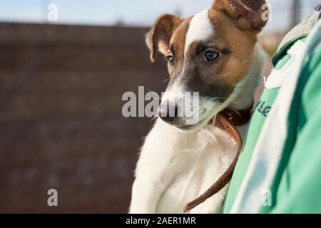 Kleine cute puppy Russell Terrier sitzt auf Händen Stockfoto