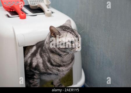 Katze sitzt in einem Wurf für Poo oder Wee Stockfoto