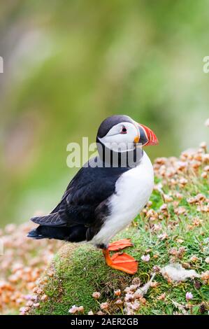 Ein Papageitaucher, Fratercula arctica, RSPB Sumburgh Head in Shetland. Stockfoto