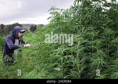Mann das Marihuana in den Bereichen cannabis Verarbeitung Stockfoto