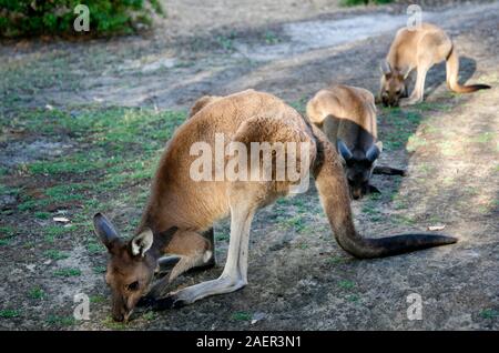 Western Australian Kangaroo Essen, Stockfoto