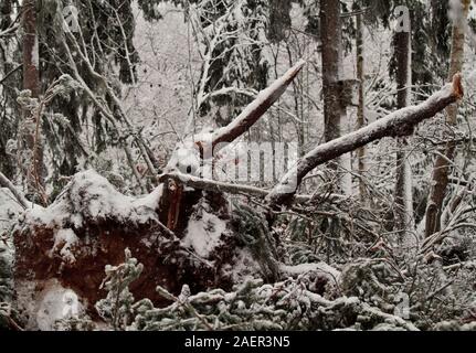 Einen umgestürzten Baum Wurzeln den Kopf nach einem Wintersturm im Wald Stockfoto