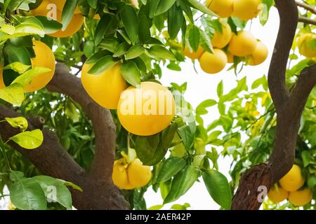 Brunch mit Reife grapefruits am Baum Stockfoto